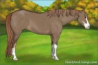 Horse Color:Liver Red Dun Sabino 