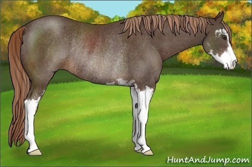 Horse Color:Liver Chestnut Sabino Rabicano