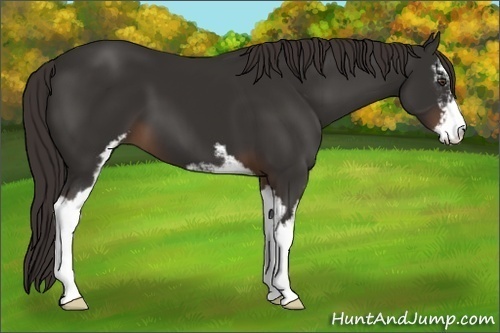 Horse Color:Liver Chestnut Sabino 