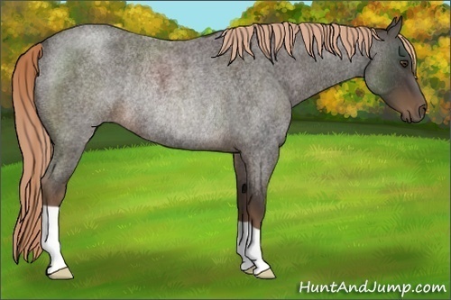 Horse Color:Liver Red Roan Rabicano 