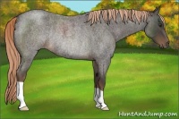 Horse Color:Liver Red Roan Rabicano