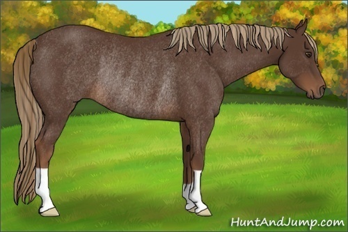 Horse Color:Liver Chestnut Rabicano 