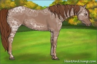 Horse Color:Red Ice Roan 