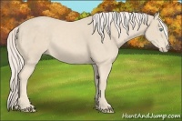 Horse Color:Cremello 