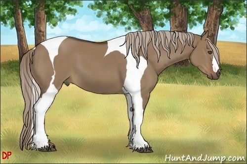 Horse Color:Liver Red Dun Tobiano 
