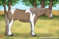 Horse Color:Liver Red Dun Tobiano