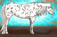 Horse Color:Chocolate Palomino Appaloosa