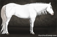 Horse Color:Chocolate Palomino Appaloosa