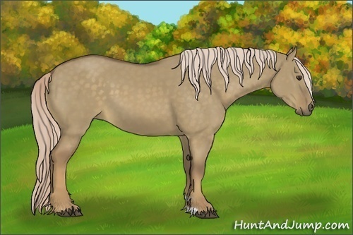 Horse Color:Chocolate Palomino Dun 