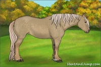 Horse Color:Chocolate Palomino Dun 