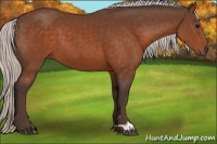 Horse Color:Silver Brown 