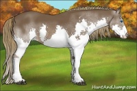 Horse Color:Liver Chestnut Splash