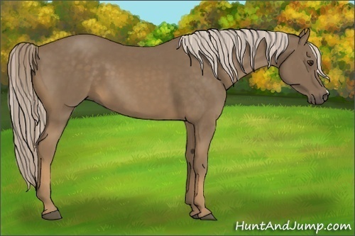 Horse Color:Chocolate Palomino 