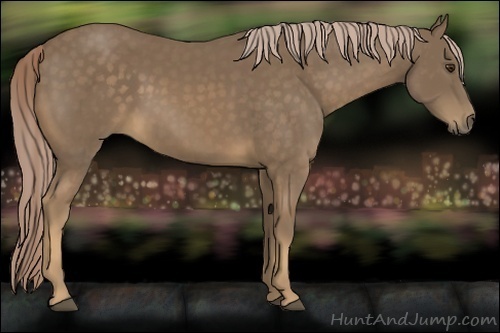 Horse Color:Chocolate Palomino 
