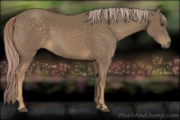Horse Color:Chocolate Palomino 