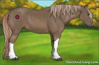 Horse Color:Chocolate Palomino 