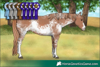 Horse Color:White Spotted Chestnut Ice Sabino