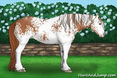 Horse Color:White Spotted Chestnut