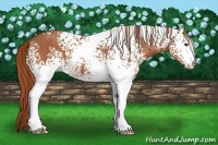 Horse Color:White Spotted Chestnut 