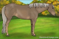 Horse Color:Chocolate Palomino 