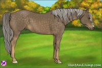 Horse Color:Chocolate Palomino 