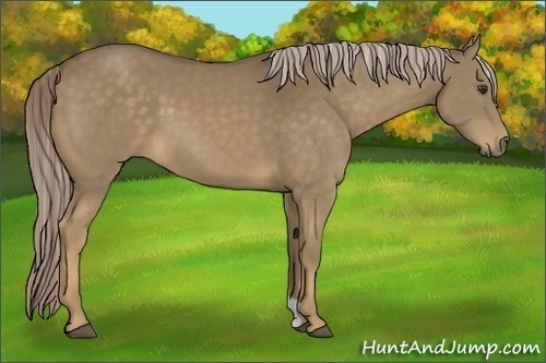 Horse Color:Chocolate Palomino