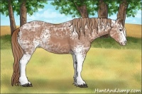 Horse Color:White Spotted Chestnut Ice Sabino