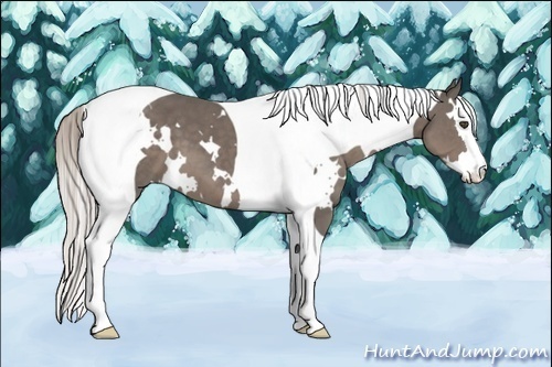 Horse Color:White Spotted Silver Black Splash Tobiano