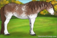 Horse Color:White Spotted Liver Chestnut Rabicano 