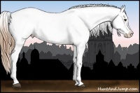 Horse Color:Chestnut Near Leopard 