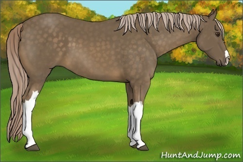 Horse Color:Chocolate Palomino 