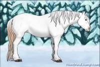 Horse Color:Red Dun Splash Appaloosa