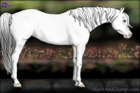 Horse Color:Liver Chestnut Varnish 