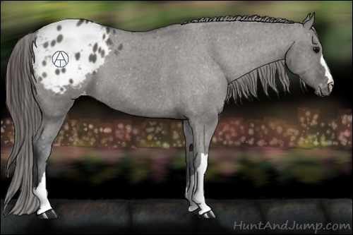 Horse Color:Grullo Appaloosa 