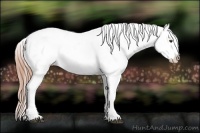Horse Color:Red Dun Splash Appaloosa 
