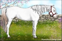 Horse Color:Buckskin Dun Tobiano Blanket 