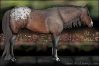 Horse Color:Bay Appaloosa