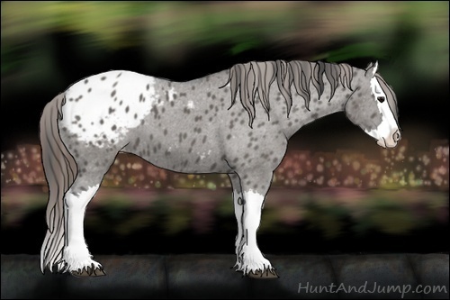 Horse Color:Grullo Splash Appaloosa 