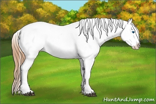 Horse Color:Red Dun Splash Varnish