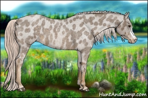Horse Color:Chocolate Palomino Roan Appaloosa 