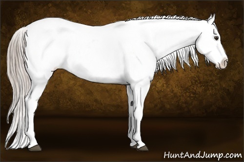 Horse Color:Chocolate Palomino Appaloosa