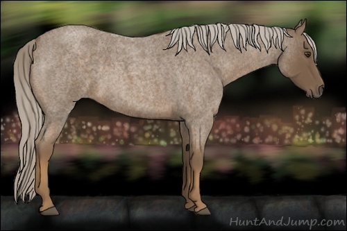 Horse Color:Chocolate Palomino Roan 