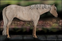 Horse Color:Chocolate Palomino Roan