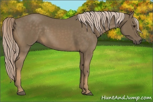 Horse Color:Chocolate Palomino 