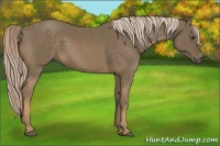 Horse Color:Chocolate Palomino 
