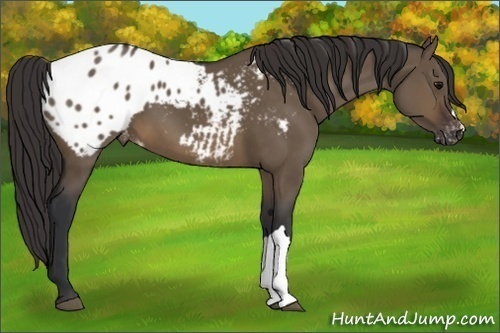 Horse Color:Brown Dun Appaloosa 