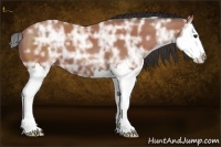 Horse Color:Bay Ice Splash 