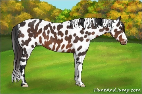 Horse Color:Brown Appaloosa 