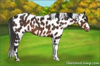 Horse Color:Brown Appaloosa