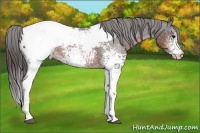 Horse Color:White Spotted Brown Appaloosa 
